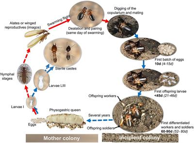 Succession of the microbiota in the gut of reproductives of Macrotermes subhyalinus (Termitidae) at colony foundation gives insights into symbionts transmission